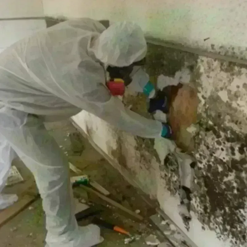 Mold Remediation and Removal in Hardeman County, TN